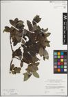 Foto von Salix mielichhoferi Saut. x Salix myrsinifolia Salisb.